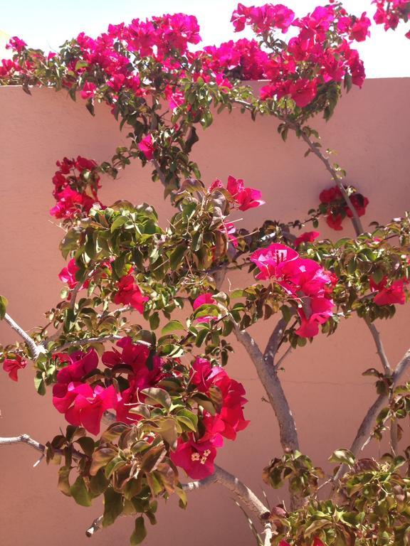 מרקש Riad Irene מראה חיצוני תמונה