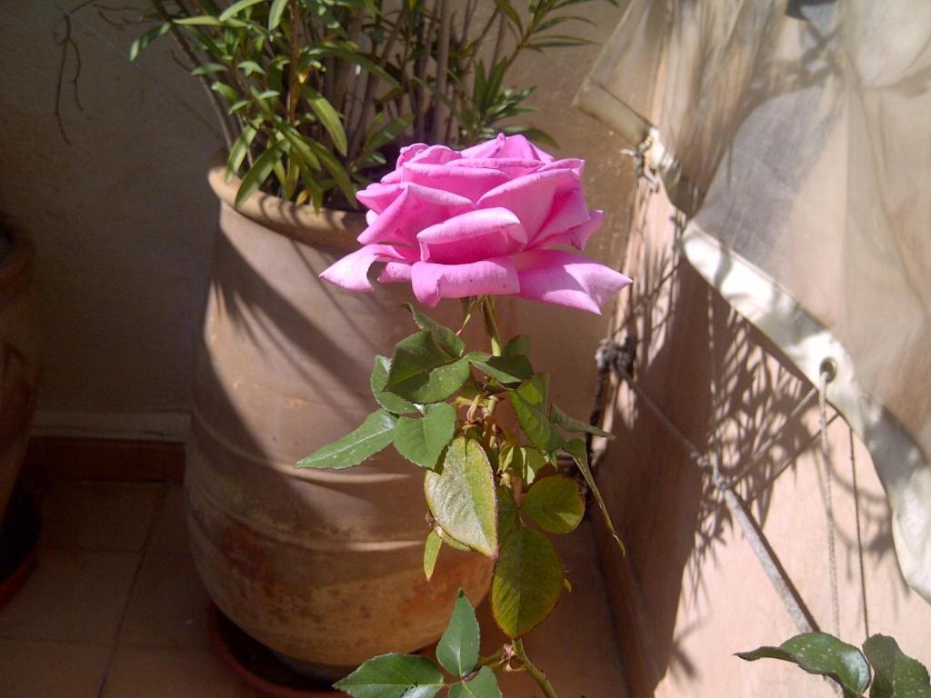 מרקש Riad Irene מראה חיצוני תמונה